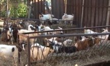 Гледат жалбата на Ана Петрова от Болярово срещу заличаването на фермата й