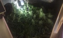 Разкриха две домашни наркооранжерии в Костинброд и Самоков