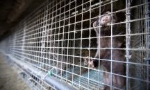 Шествие срещу фермите за кожи ще мине по улиците на София