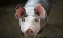 Отменено е бедственото положение заради африканската чума в Свищов