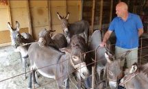 Откриха музей на магарето в Черна гора, влиза се с килограм моркови или ябълки