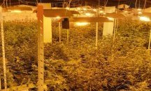 Откриха тонове марихуана в подземна плантация край Белград