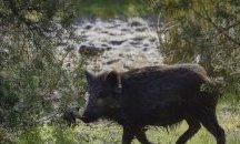 Нови два случая на африканска чума по свинете в Ловешка област