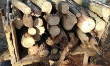 Обвиниха директора на горското във Велинград за незаконен дърводобив