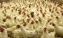 България е загубила 72% от животновъдството и птицефермите си от 2005 г.