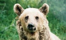 Тъжната история на една от най- възрастните мечки в парка в Белица
