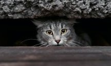 В Санкт Петербург търсят работа както на хората, така и на котките