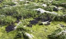 Защо трябва да пазим морската трева
