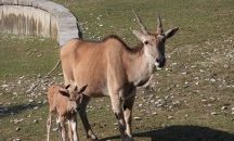 Бейби бумът в Софийския зоопарк продължава